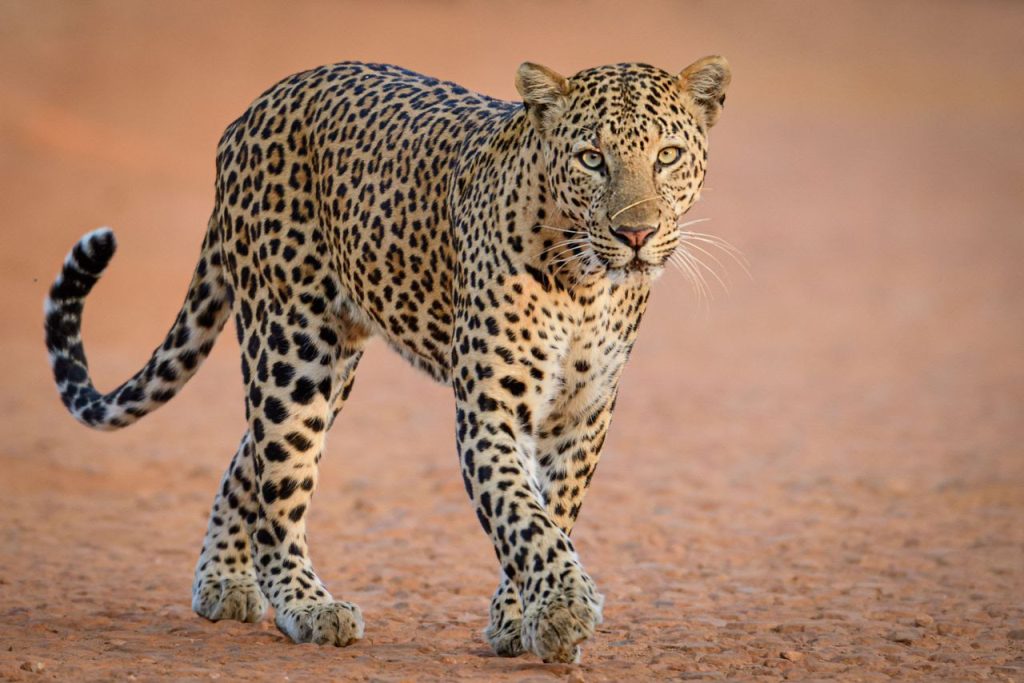 An African Leopard walking at Queen ElizAn African Leopard walking at Queen Elizabeth National ParlAn African Leopard walking at Queen Elizabeth National Parlabeth National Park - Valverde Safaris Uganda