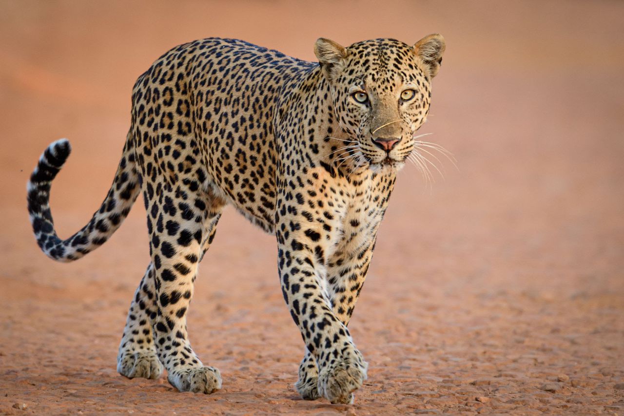 An African Leopard walking at Queen ElizAn African Leopard walking at Queen Elizabeth National ParlAn African Leopard walking at Queen Elizabeth National Parlabeth National Park - Valverde Safaris Uganda