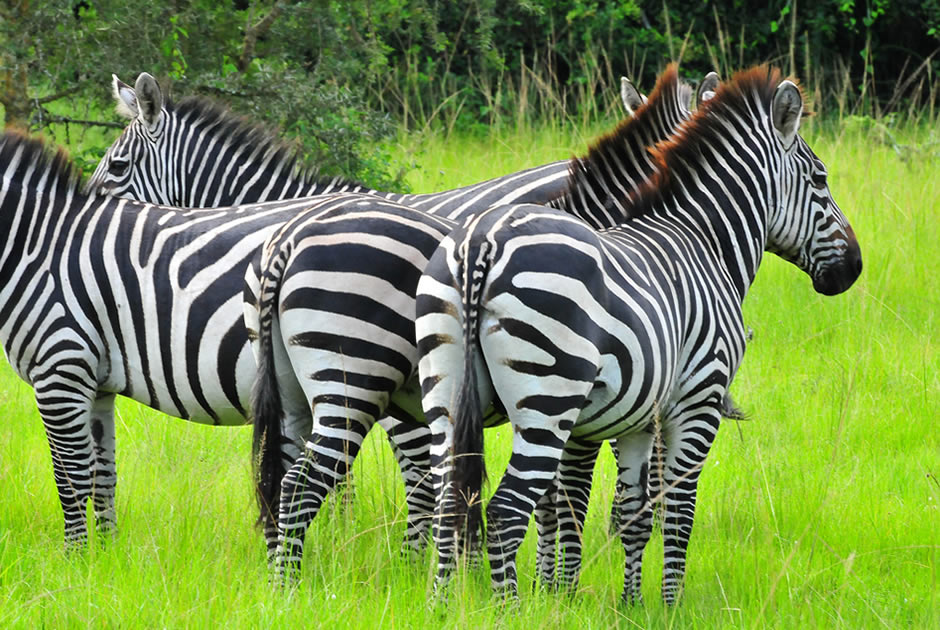 Zebras in the wild in Uganda - Valverde Safaris Uganda