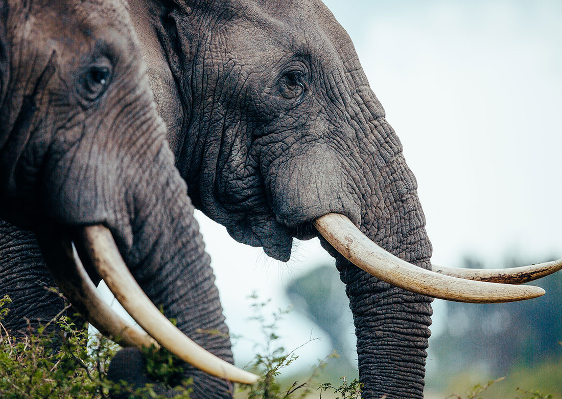 A portrait of Elephants at Queen Elizabeth National Park