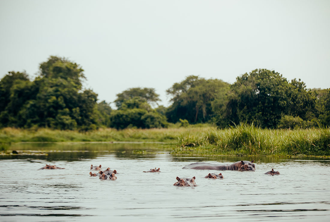 A view of Hippos on River Nile at Murchison Falls National Park in Uganda - Valverde Safaris Uganda
