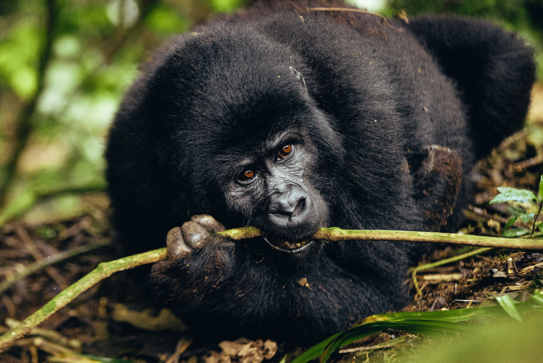 A mountain gorilla munching on a stick at Bwindi Impenetrable National Park
