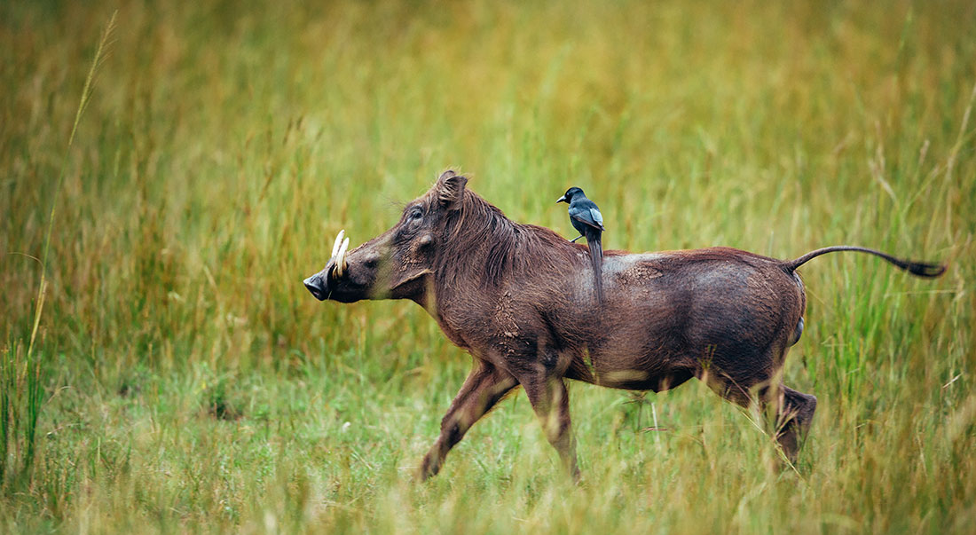 A warthog with a bird perched on its back, showcasing a unique symbiotic relationship in the animal kingdom - Valverde Safaris Uganda