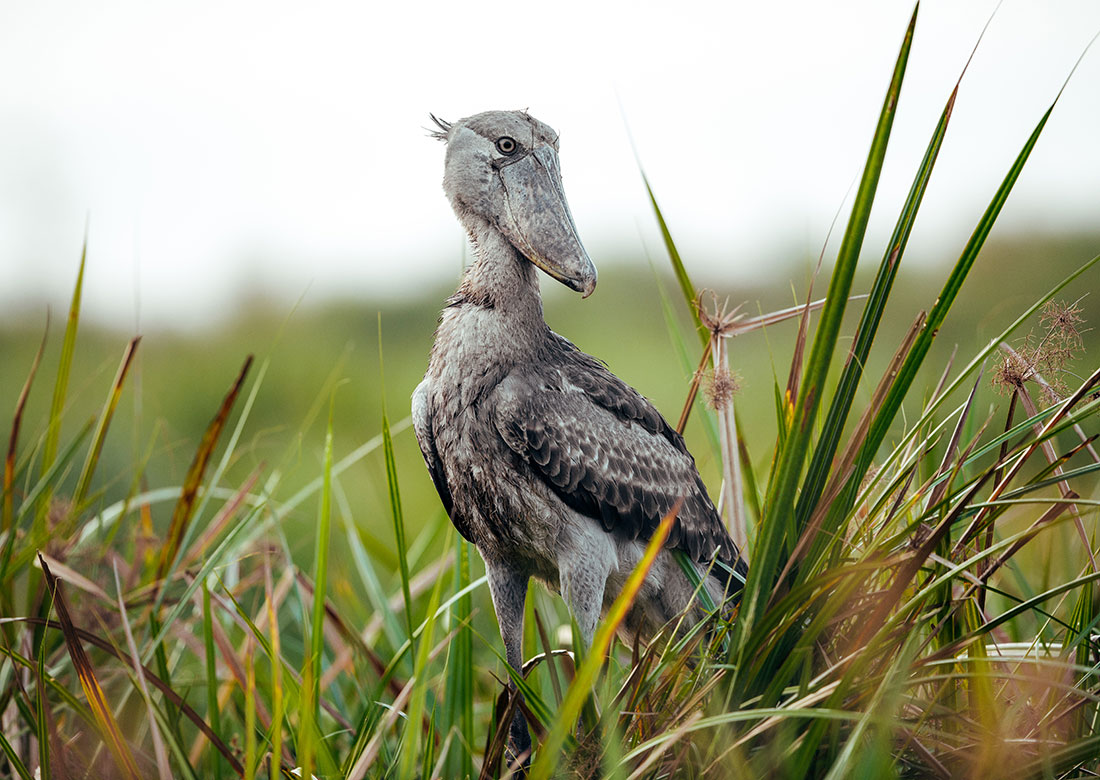 A shoebil bird standing in tall grass, blending with its surroundings, showcasing nature's beauty and the bird's graceful presence at Mabamba Swamp - Valverde Safaris Uganda