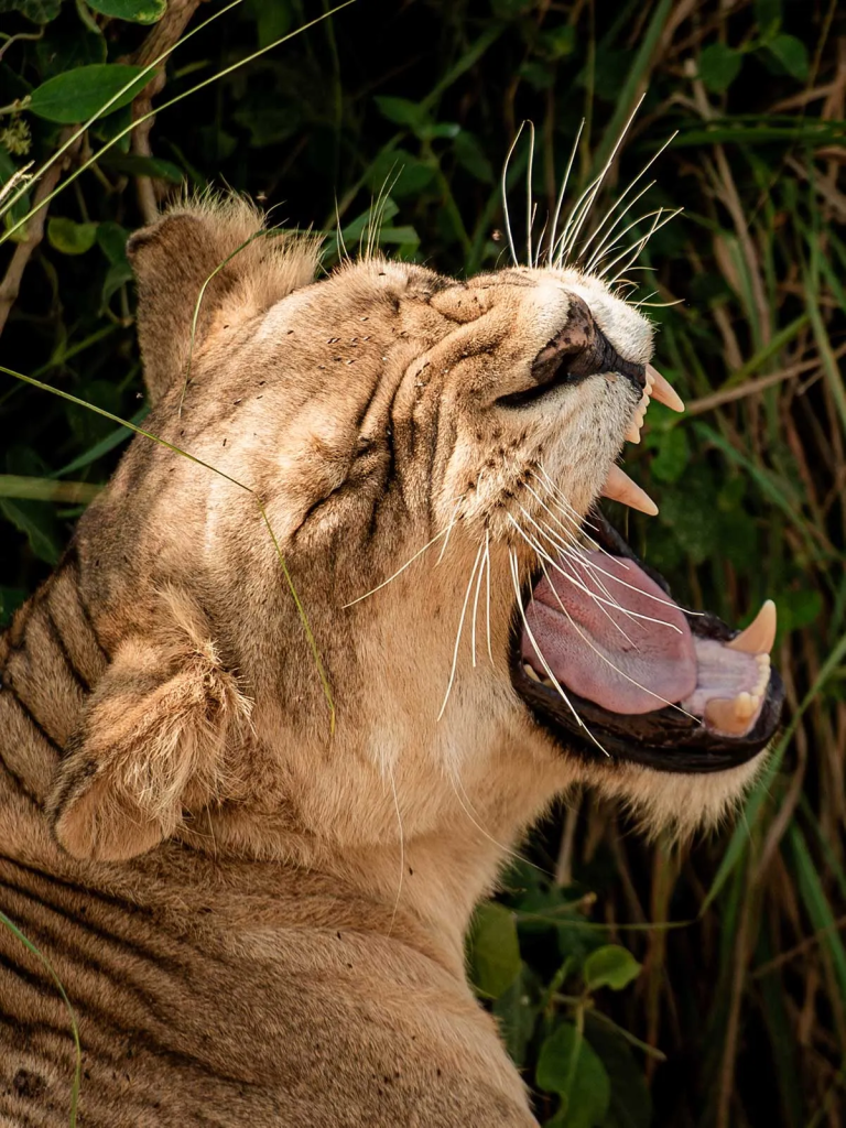 A lion yawning in the wild