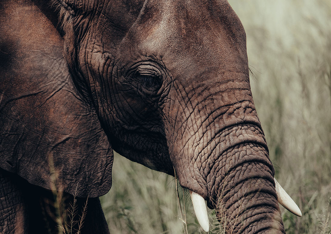 An elephant with tusks standing in tall grass, showcasing the majestic beauty of wildlife in its natural habitat - Valverde Safaris Uganda
