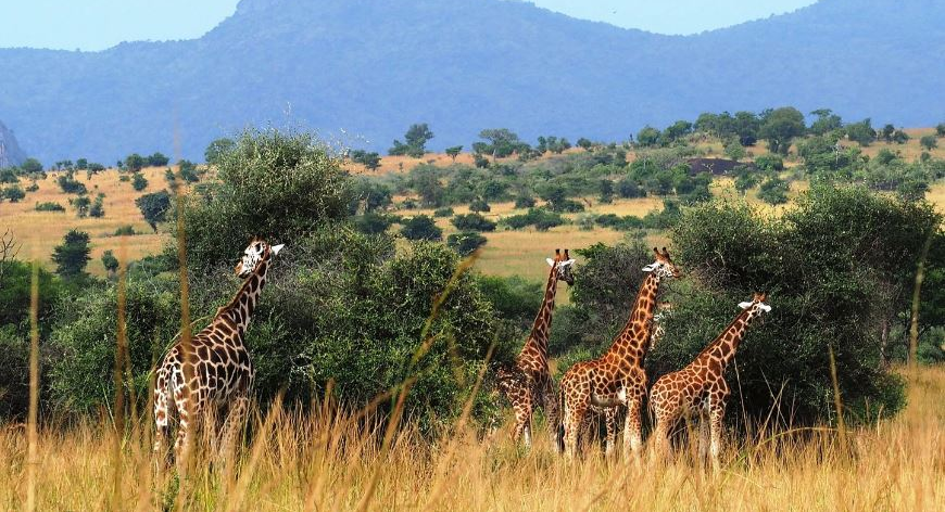 A group of Giraffes at Kidepo Valley National Park - Valverde Safaris Uganda
