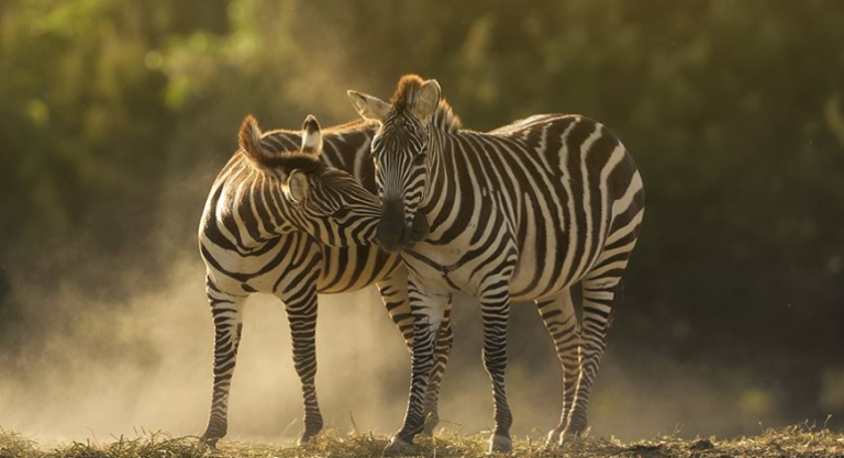 Zebras at Kidepo Valley National Park - Valverde Safaris Uganda