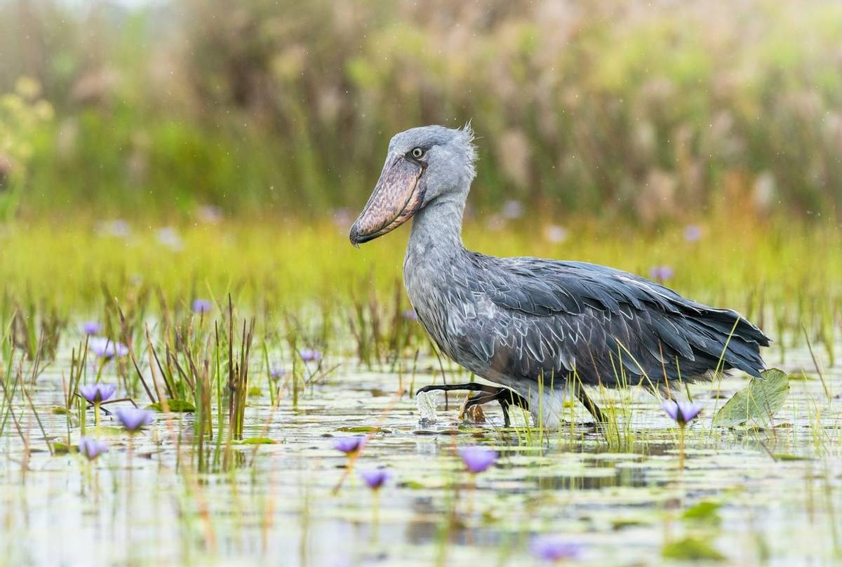 A shoebil bird at Mabamba swamp - Valverde Safaris Uganda