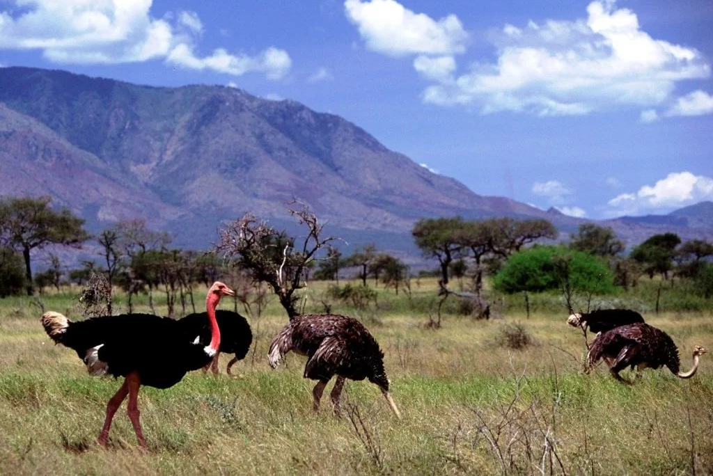 A group of Ostriches at Kidepo Valley National Park - Valverde Safaris Uganda