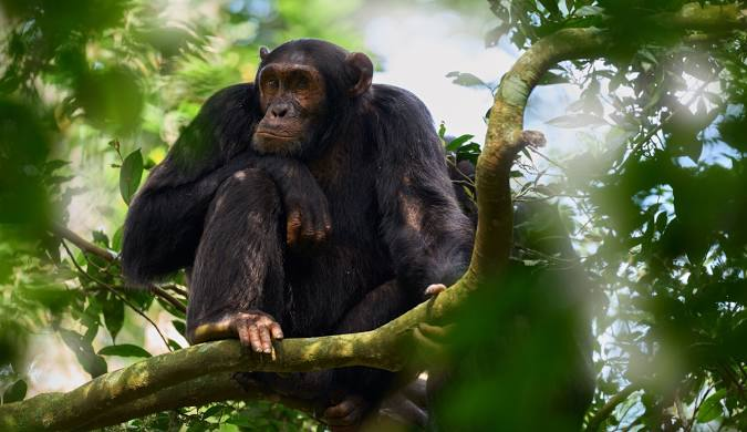 A chimpanzee rests on a tree branch at Kibale National Park