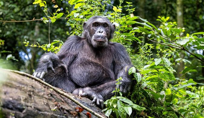A chimpanze rests at Kibale National Park