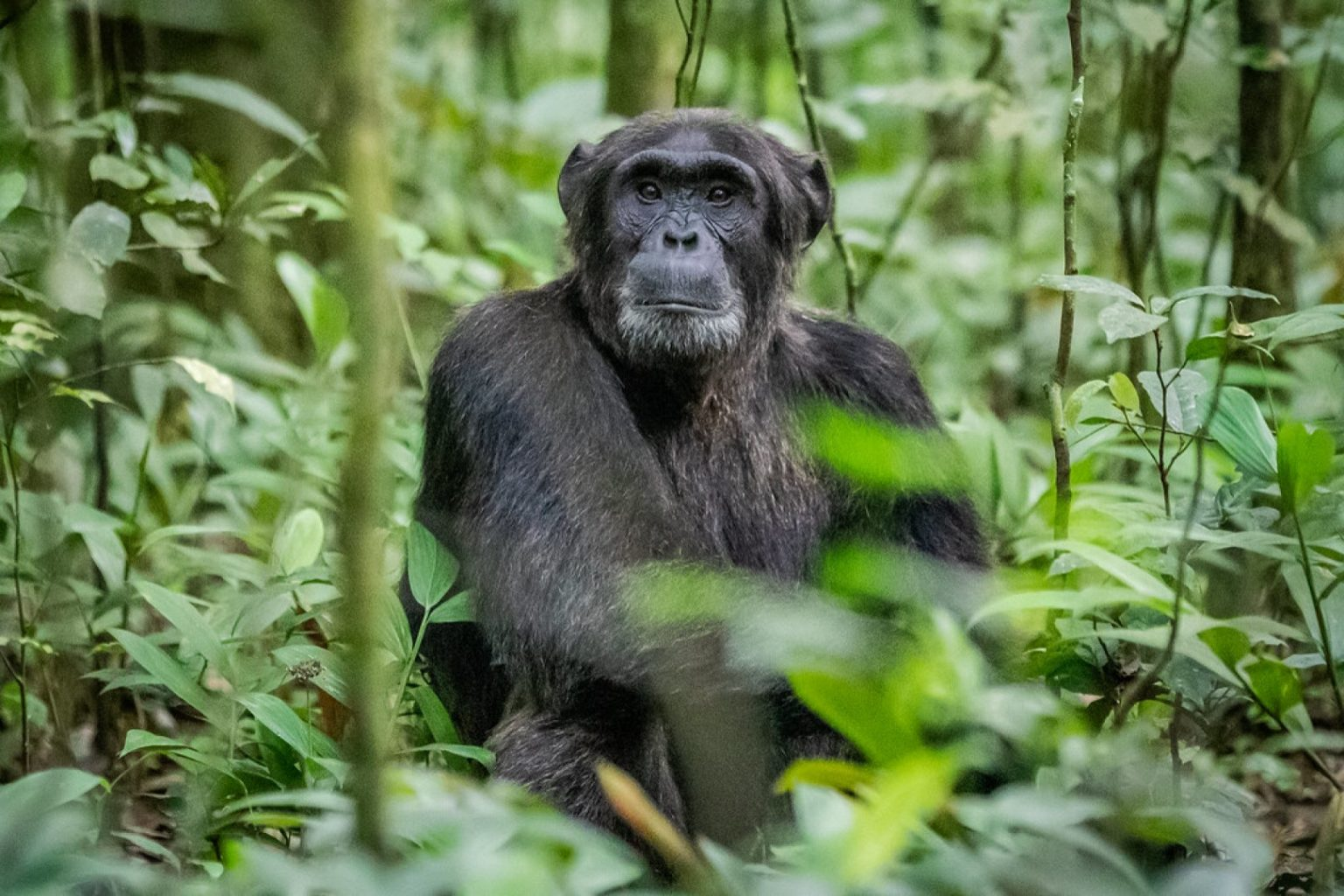 A Chimpanzee (Primates) at Kibale National Park - Valverde Safaris Uganda
