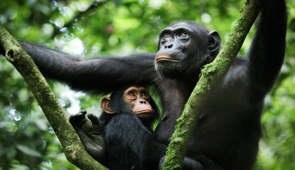 A Chimpanzee carrying her baby at Kibale National Park - Valverde Safaris Uganda