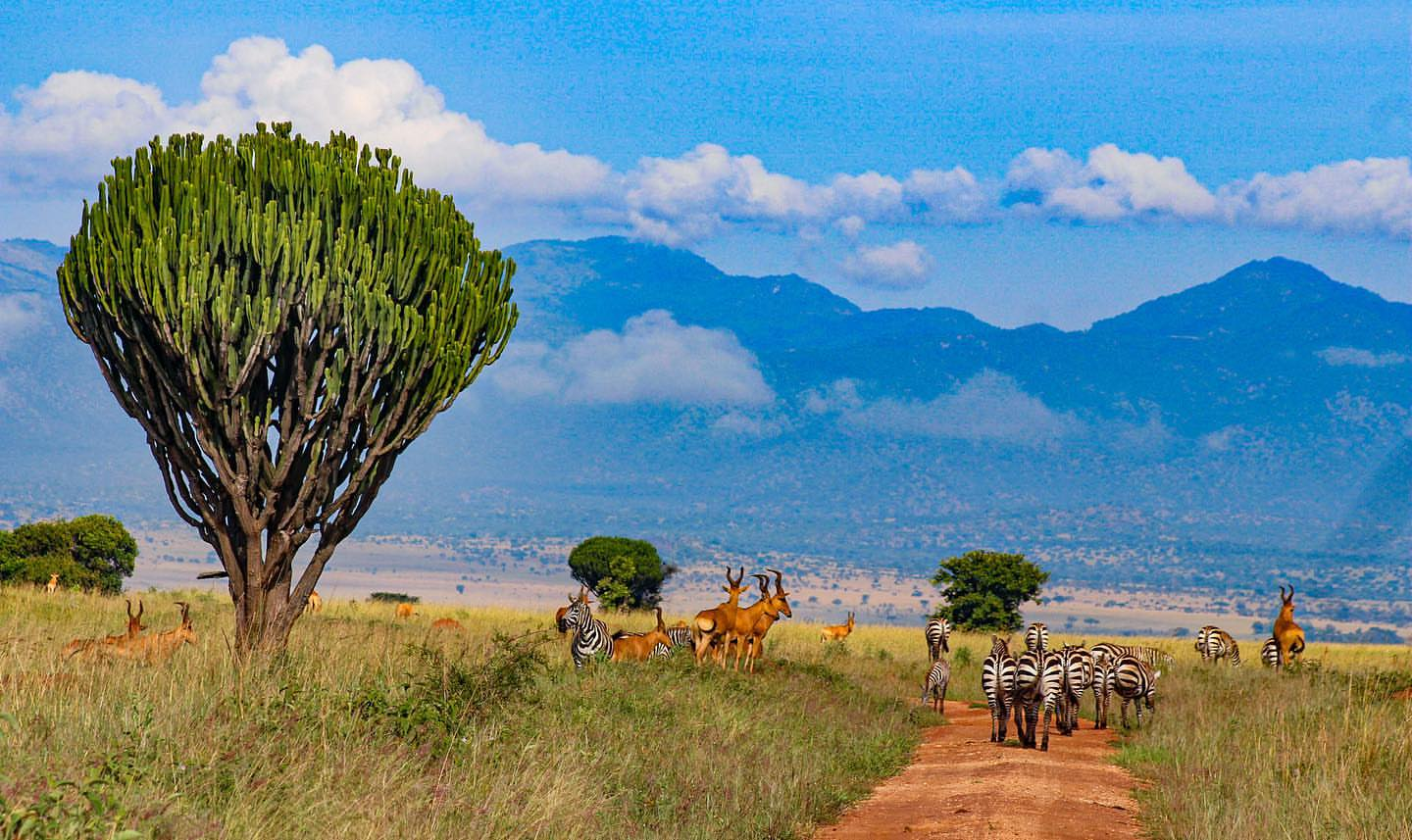 The lush landscape of Kidepo Valley National Park - Valverde Safaris Uganda