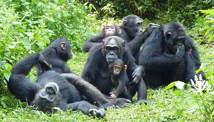 A family of chimpanzees resting at Kibale National Park - Valverde Safaris Uganda