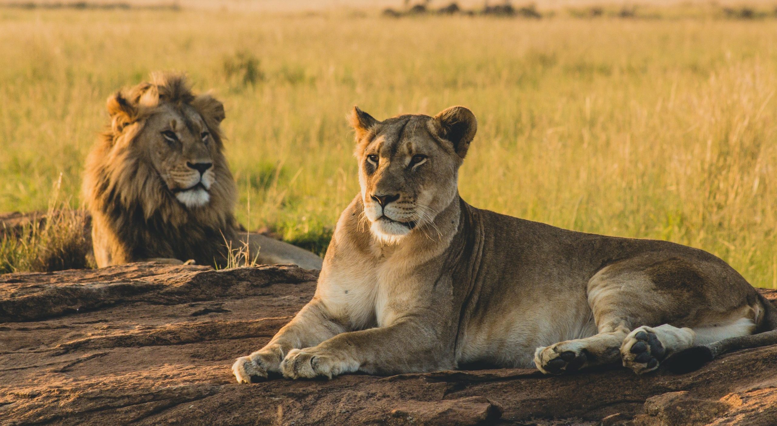 Male and female lions laying on the sand and resting in vast grasslands at Queen Elizabeth National Park - Valverde Safaris Uganda