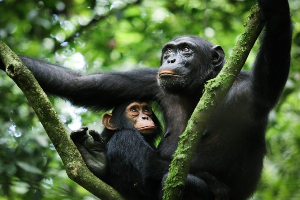 A chimpanzee mother and her baby perched on a tree branch, enjoying a peaceful moment together.