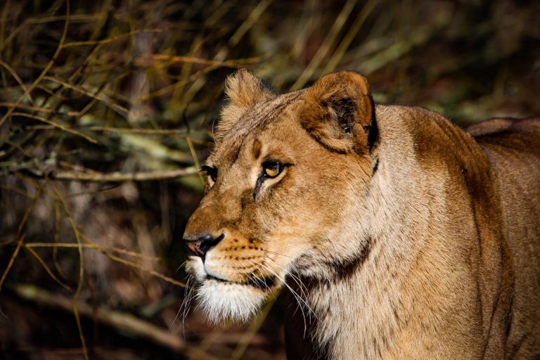 A lion having a glimpse of the wild nature at Murchison Falls National Park - Valverde Safaris Uganda
