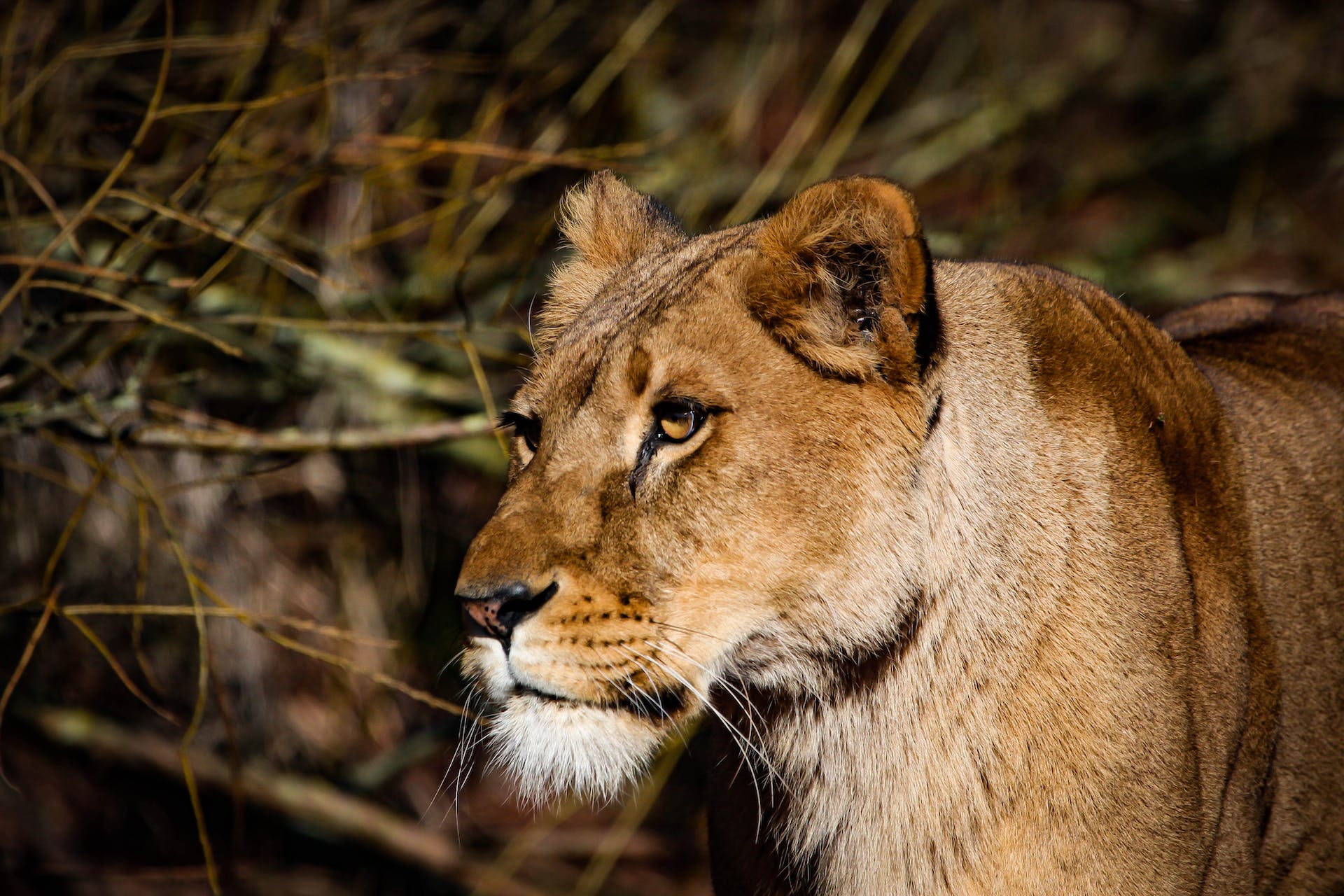 A lion having a glimpse of the wild nature at Murchison Falls National Park