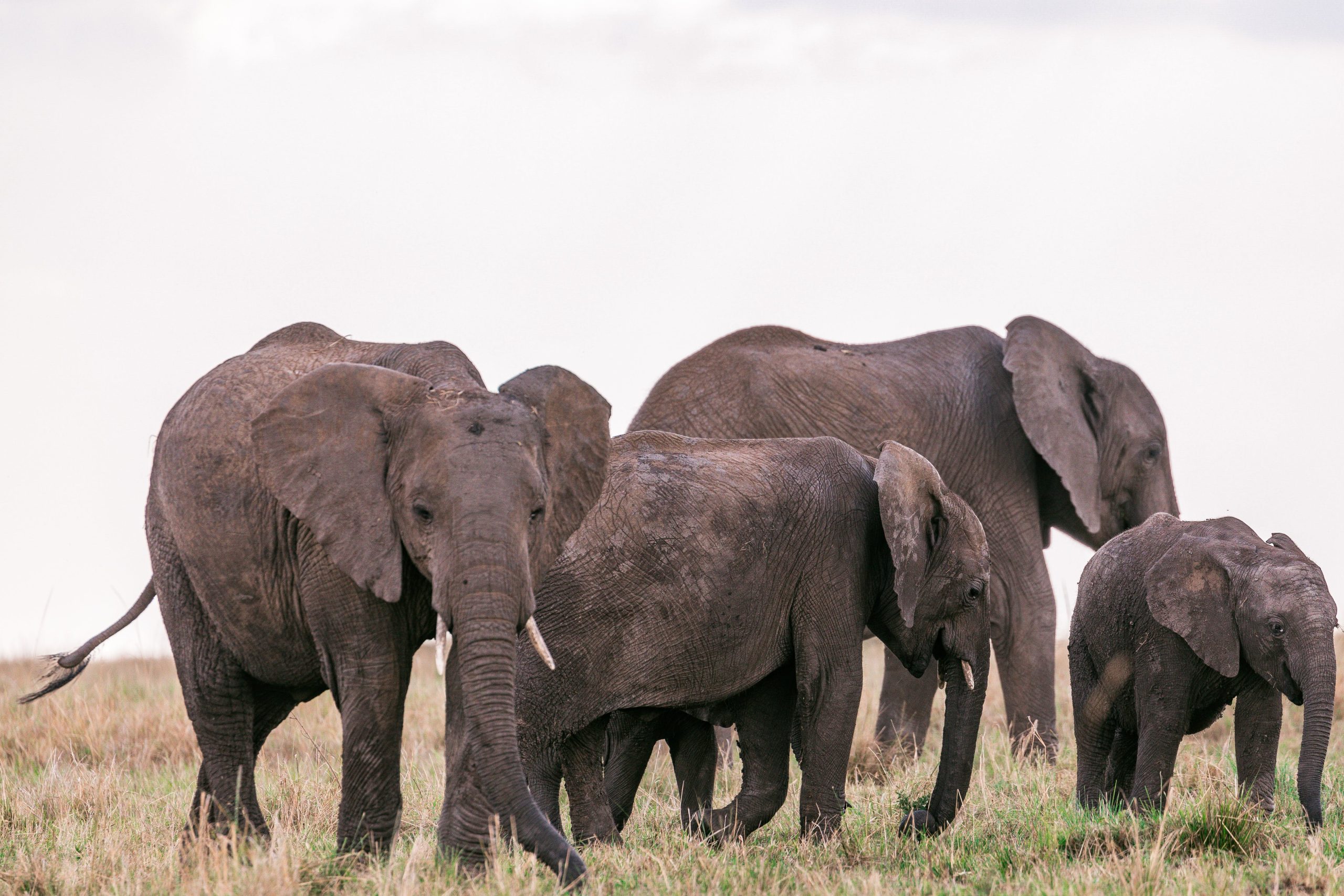 A herd of elephants at Murchison falls National Park in Uganda - Valverde Safaris Uganda