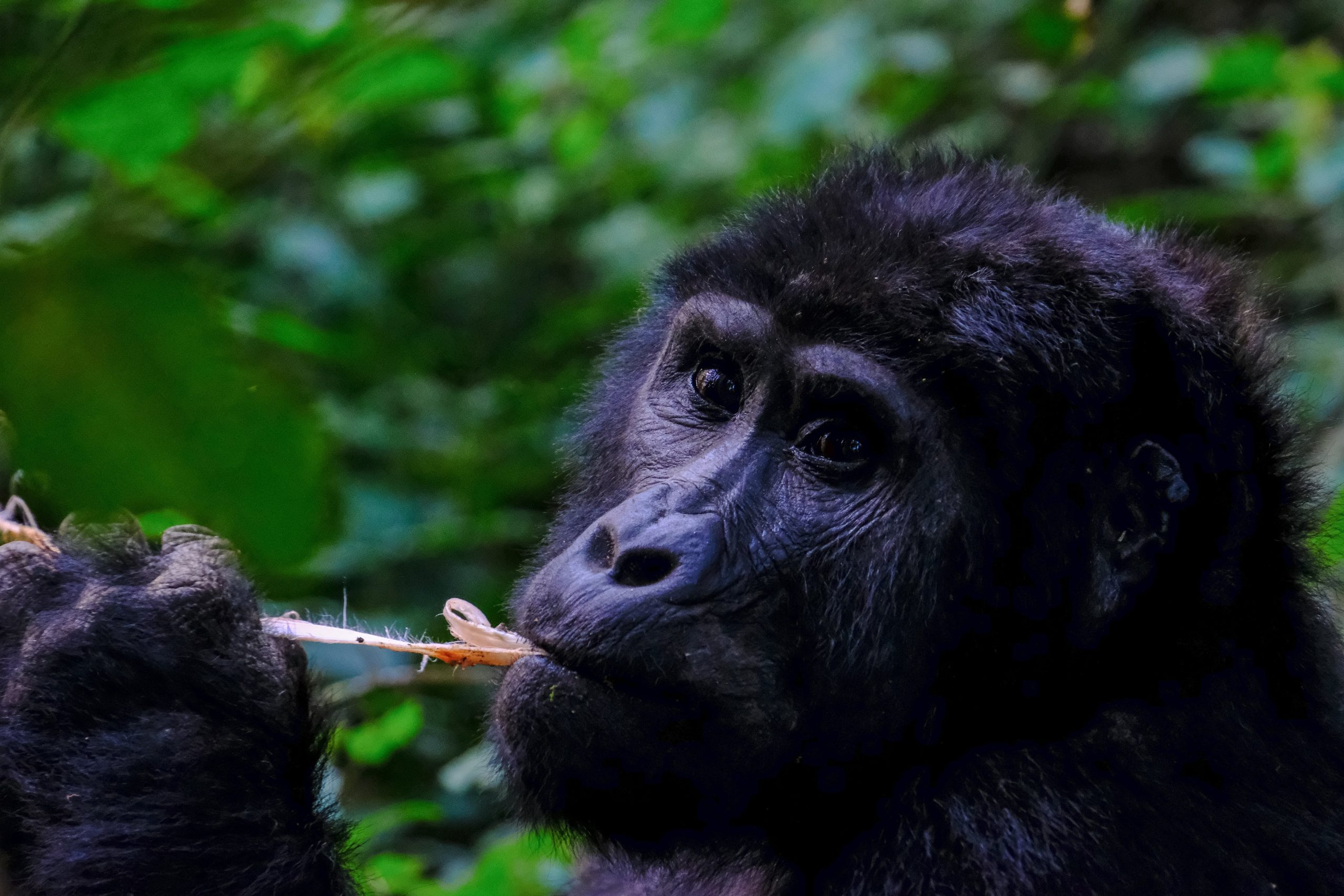 A mountain gorilla peacefully munching on a leaf in its natural habitat at Bwindi Impenetrable National Park - Valverde Safaris Uganda