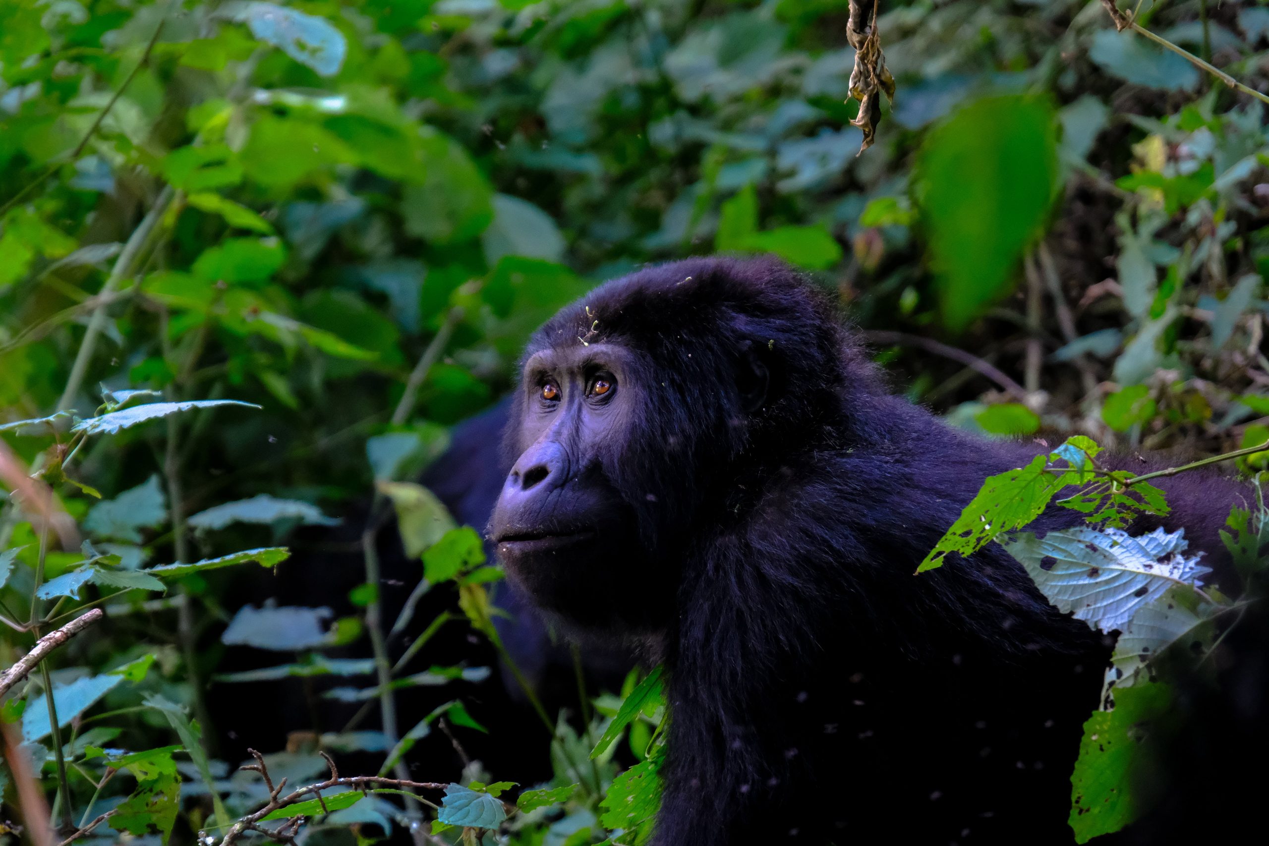 A majestic mountain gorilla in its natural habitat, surrounded by lush greenery in the forest at Bwindi Impenetrable National PARK - Valverde Safaris Uganda