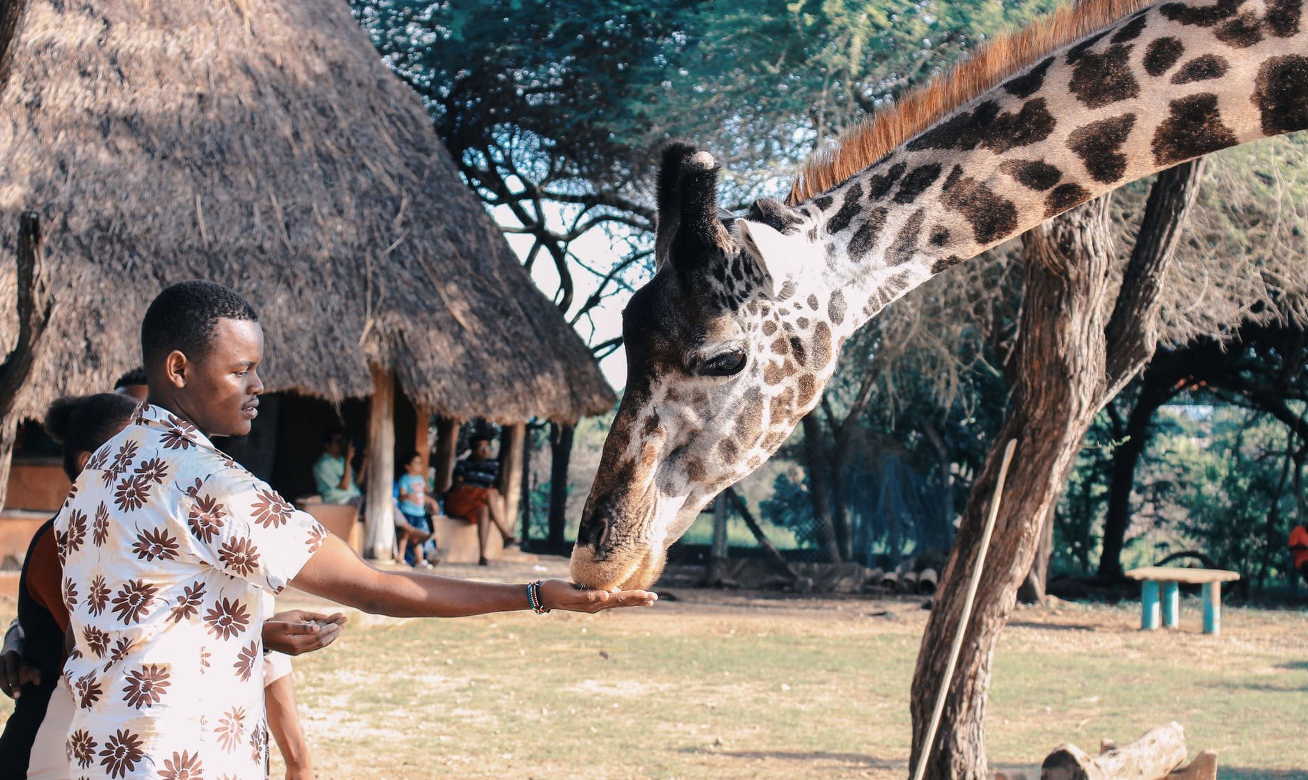 A tourist encounters with a Giraffe at a Lodge - Valverde Safaris Uganda