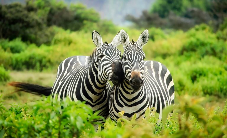 Two zebras standing in grassy field, one facing left and the other facing right - Valverde Safaris Uganda